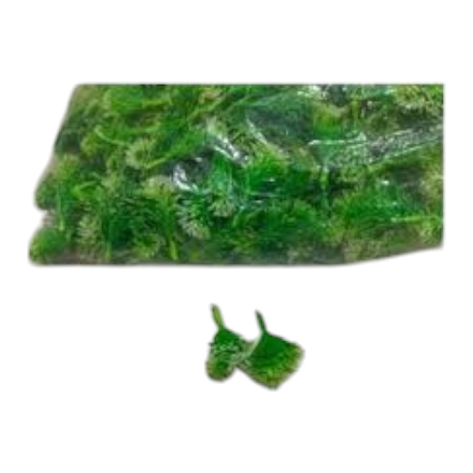 Project Mania Grass Bushy Type TMTRGR01 (pack of 30)